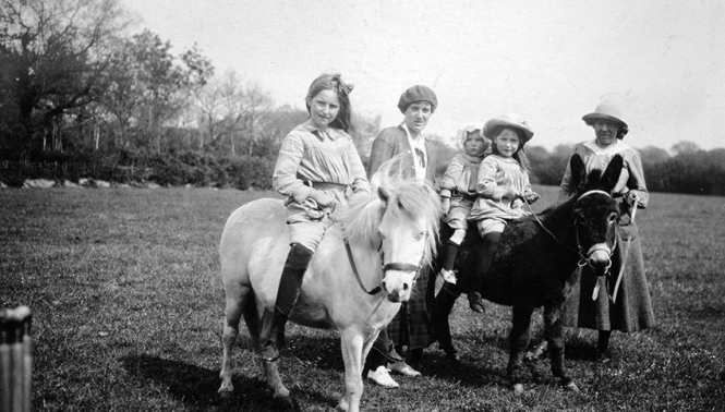 Miniature Horses